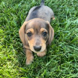 Banks - Dapple male Dachshund puppy in Bremen, Georgia from Asapp’s Sweet and Spicy Dachshunds