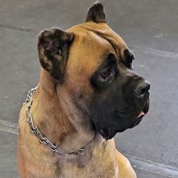Scarlett - Cane Corso