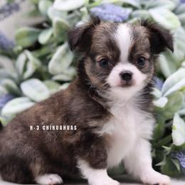 Daisy - Black sabled fawn female Chihuahua puppy in Tulsa, Oklahoma from H-3 Chihuahuas