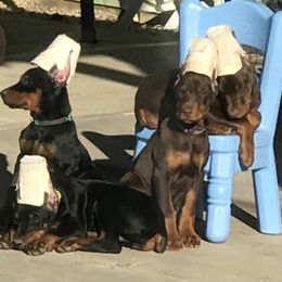 Beagle and Doberman Pinscher Puppies from Daisy Mountain Beagles