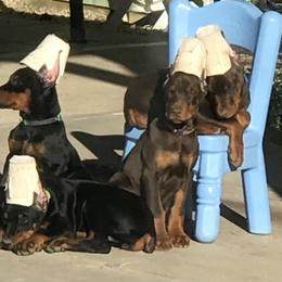 Beagle and Doberman Pinscher Puppies from Daisy Mountain Beagles