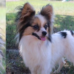 Papillons and Saint Berdoodles from The Barking Cow Farms