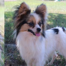 Papillons and Saint Berdoodles from The Barking Cow Farms