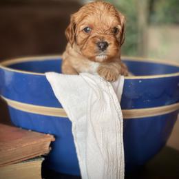 Green - Red male Cavapoo puppy in Coal City, Indiana from Wednesday & Co