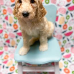 Apple - Goldendoodle puppy in Shreveport, Louisiana from Faith's Southern Goldendoodles