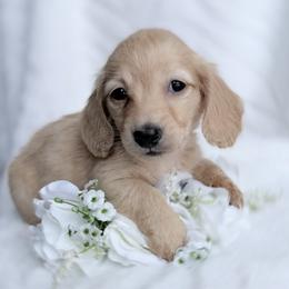 Cutter ee red longhair - Red male Dachshund puppy in Richmond, Virginia from Irresistible Dachshunds & Cavaliers