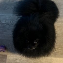 Pomeranians from Patricia Iranco's Pomeranians
