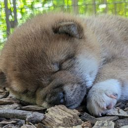 Shiba Inu Puppies from Takikawa Shiba Inus