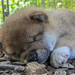 Shiba Inu Puppies from Takikawa Shiba Inus