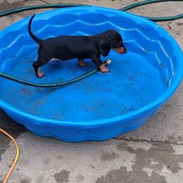 Dachshund Puppies from DANIELLE HURT