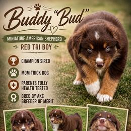 Buddy - Red tri-color male Miniature American Shepherd puppy in Spanaway, Washington from Meadow Run Mini American Shepherds