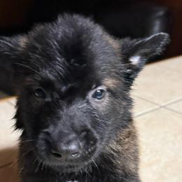 Brown - Mahogany male Belgian Malinois puppy in Saint Amant, Louisiana from Mercy Kennels
