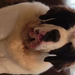 Saint Bernard Puppies from Dementhon Saint Bernards