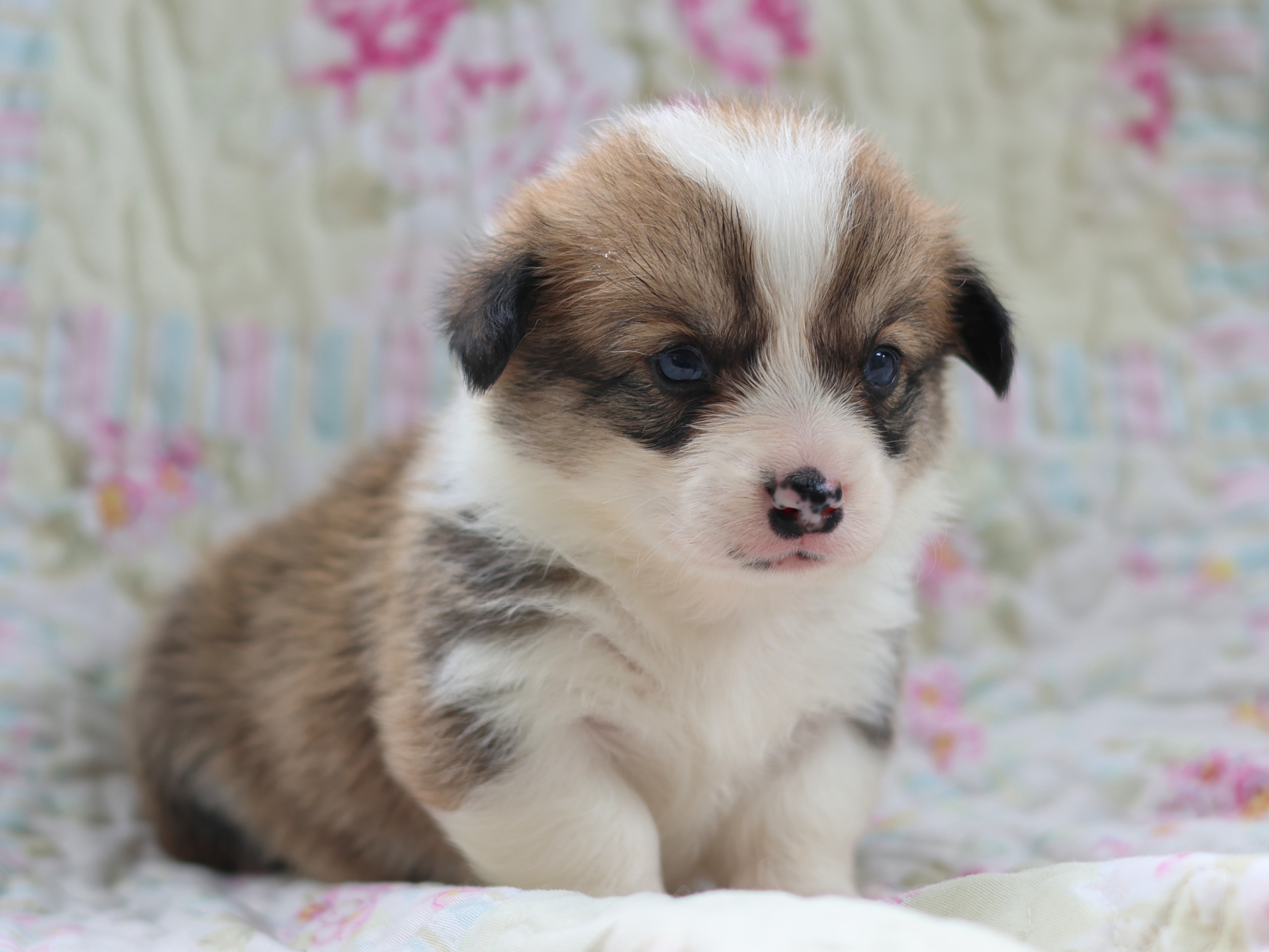 Girl 1 - Sable Pembroke Welsh Corgi puppy in Karnack, Texas from Sureshot Corgis