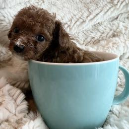 Mulberry - Red female Cavapoo puppy in Greenville, South Carolina from Reedy River Doodles