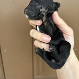 Black tri female - Black tri-color female Aussiedoodle puppy in Weeki Wachee, Florida from Pawprint Dreams Boarding and Kennel