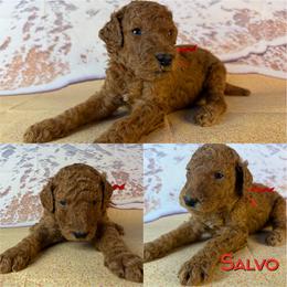 Salvo - Red  male Poodle puppy in Swansboro, North Carolina from Monarch Standard Poodles
