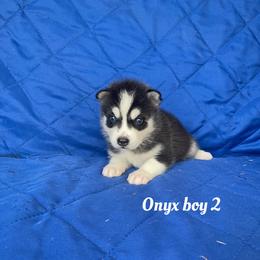 Onyx boy 2 - Black and white male Siberian Husky puppy in Ocala, Florida from Florida Husky Puppies