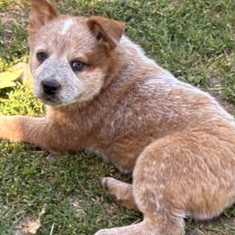 L64-05 - Red speckled male Australian Cattle Dog puppy in Sheridan, Oregon from 6pk Cattledogs