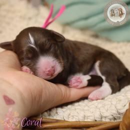 Coral - Tri-color female Bernedoodle puppy in Fort Myers, Florida from Little Golden Farm
