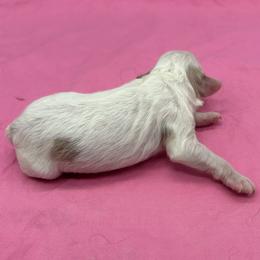 Trinity - Blenheim female Cavapoo puppy in Burke, New York from Patti’s Puppies