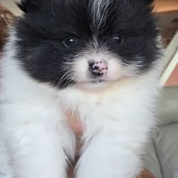 Louis - Black and tan parti male Pomeranian puppy in Gloversville, New York from ADKPOM Adirondack Pomeranians
