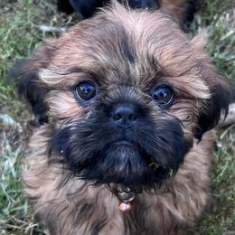 Sheldon - Black and tan male Shih Tzu puppy in Bloomfield, Indiana from Meihem Pups