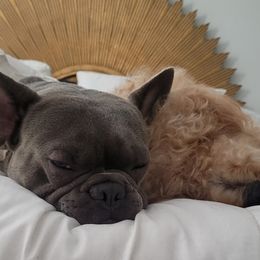 French Bulldogs and Goldendoodles from Good Vibes Puppies