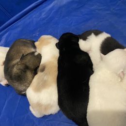 Pomsky puppies from Neon Moon Pomskies