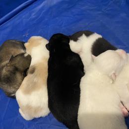 Pomsky puppies from Neon Moon Pomskies
