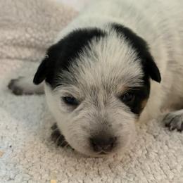 KF2 - Blue mottled female Australian Cattle Dog puppy in Libby, Montana from RnB Cattle Dogs LLC