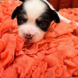 Shirley Yellow Collar - Black and white female Mal-Shi puppy in Benton Harbor Mi, Michigan from Wiggle Bottom Shih Tzu/Maltese