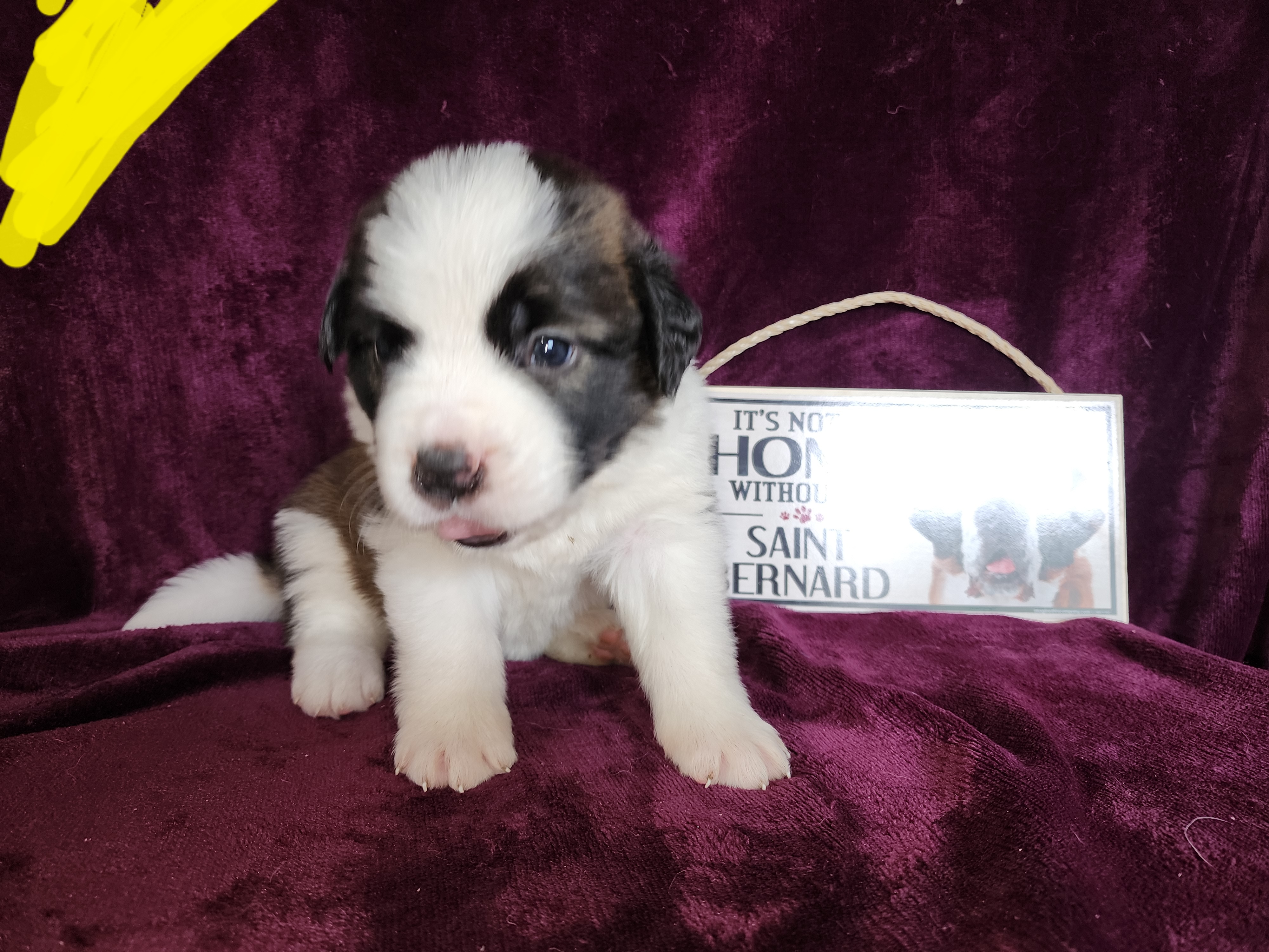 Saint Bernard Puppies from Tonya Tate's Saint Bernards