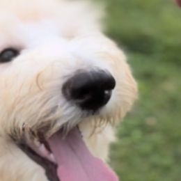 Aussiedoodles from Muddy Puppy Farm