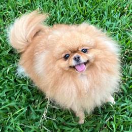 Angie - Pomeranian