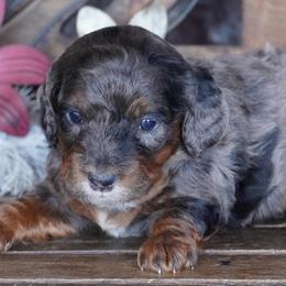 Boy 4 - Blue merle male Aussiedoodle puppy in Lawton, Oklahoma from Lindsey’s Aussies