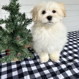 Hattie - Havanese