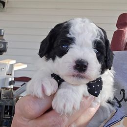 Charlie - Black and white Aussiedoodle puppy in Hopkins, Missouri from Mowry Creek Mini Aussiedoodles and More