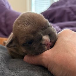 Girl 3 - Blue tri-color female Bulldog puppy in Norco, California from Alizah Bulldogs