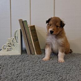 Collie Puppies from Arabella Collies