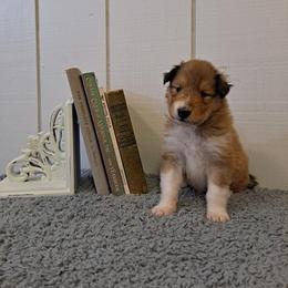 Collie Puppies from Arabella Collies