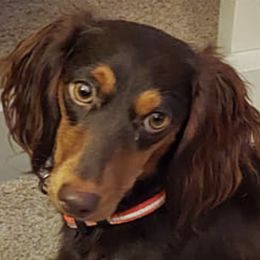 Dachshunds from Rudicel Dachshunds