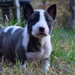 Miniature Bull Terrier Puppies from Rossi River Minibulls