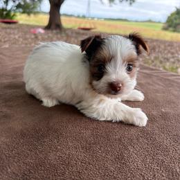 Milk Dud - Chocolate, tan and white male Yorkshire Terrier puppy in Florence, Alabama from Yorkies of Forest Creek