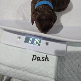 Dash - Red  male Poodle puppy in Goodyear, Arizona from Moving and Grooving Pups