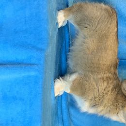 Pembroke Welsh Corgi Puppies from GSF Pembroke Welsh Corgis