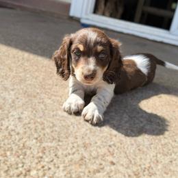 Sundae - Piebald male Dachshund puppy in Wamego, Kansas from Doodles of Oz