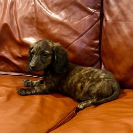 Penny - Brindle female Dachshund puppy in Litchfield, Michigan from High Country Kennels