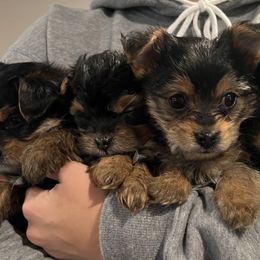 Morkies and Yorkshire Terriers from M.Y. Morkies and Yorkies