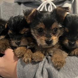 Morkies and Yorkshire Terriers from M.Y. Morkies and Yorkies